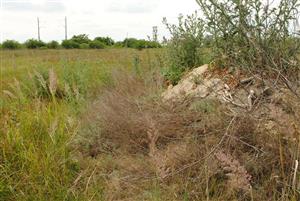 umelo odstránený vegetačný kryt, od vykopania jazierka pre zver, Artemisia santonicum